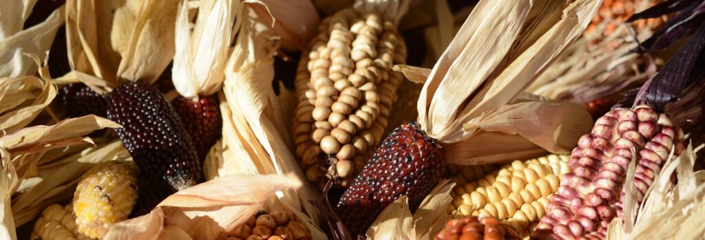 origen de los cereales, características de los cereales
